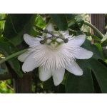 Passiflora White Wedding